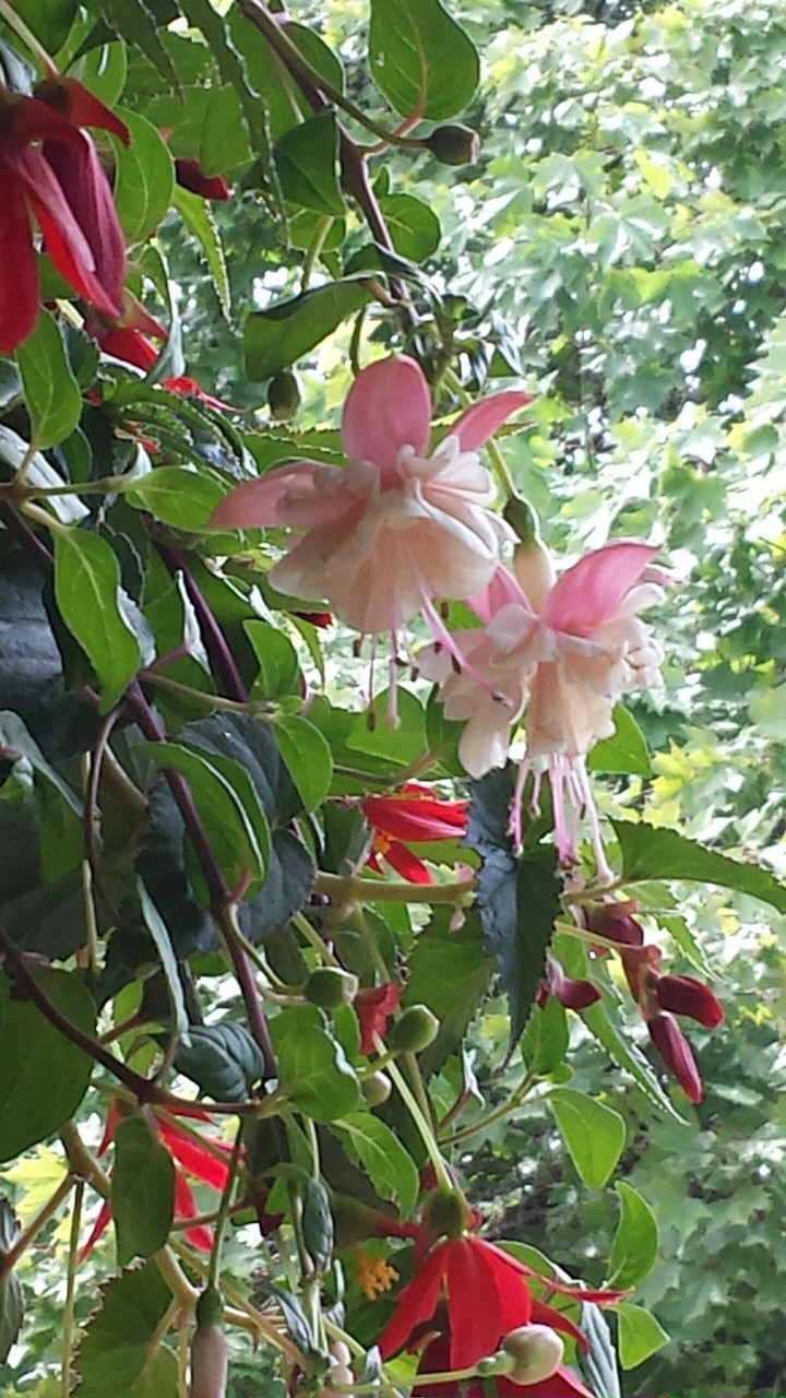 flowers