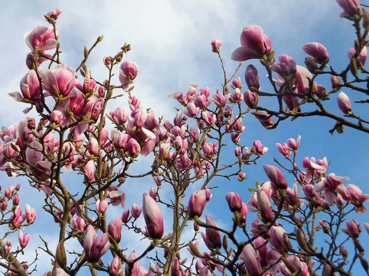 Magnolia