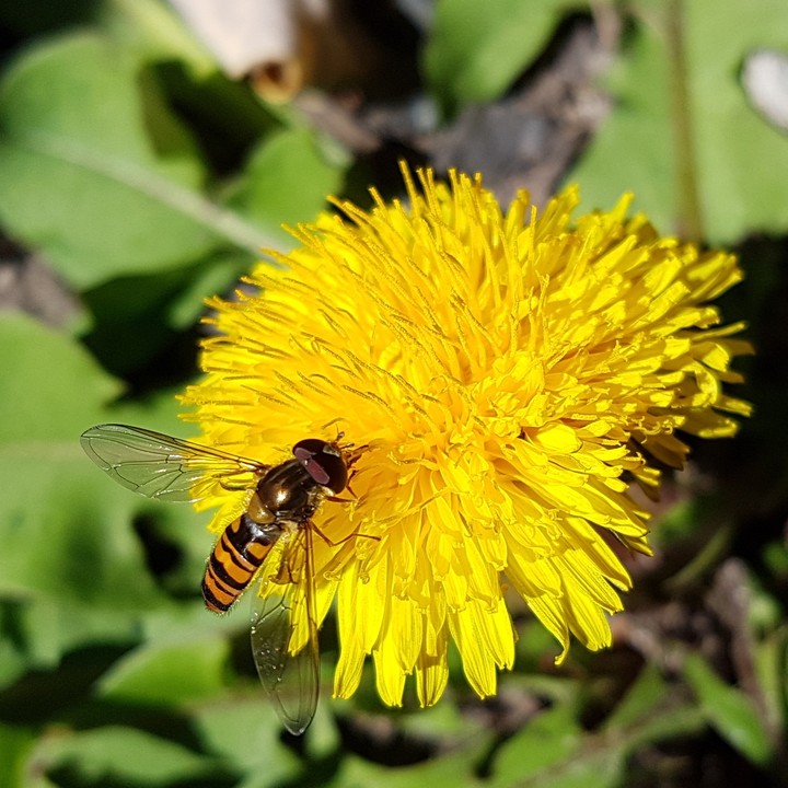 flower, yellow, nature