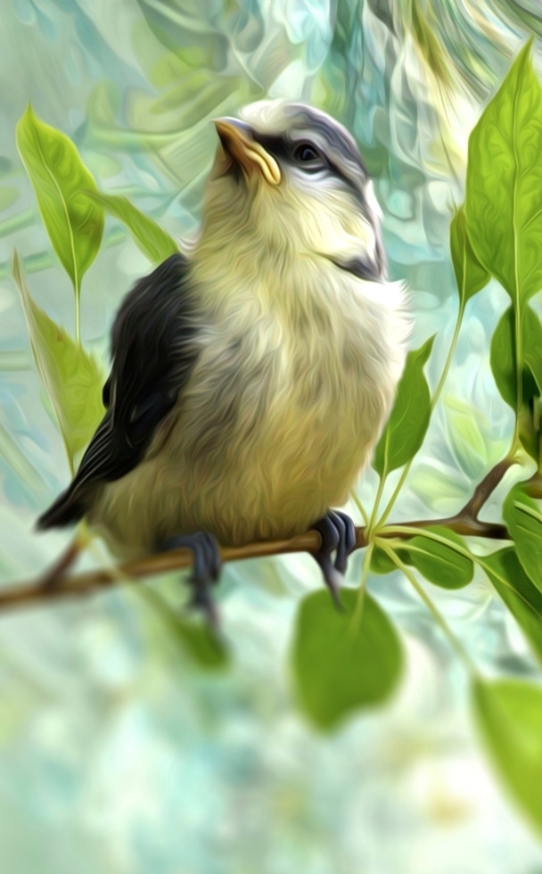 bird 