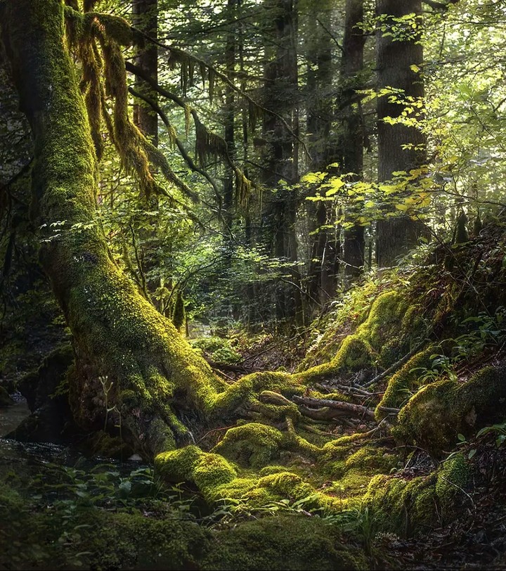 forest