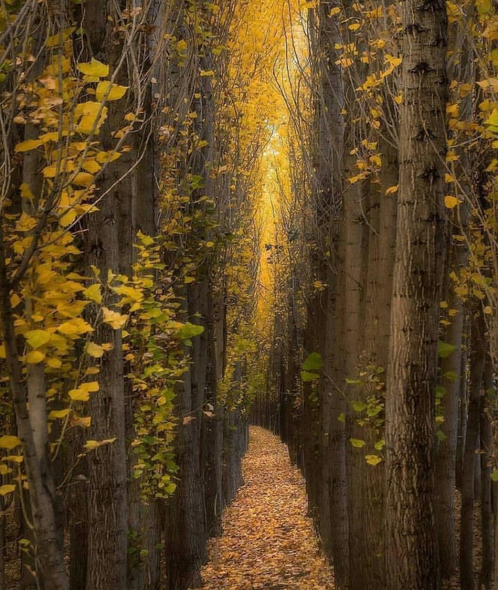 ⛰☘⚂ AUTUMN #IRAN  BEAUTY❤❤❤