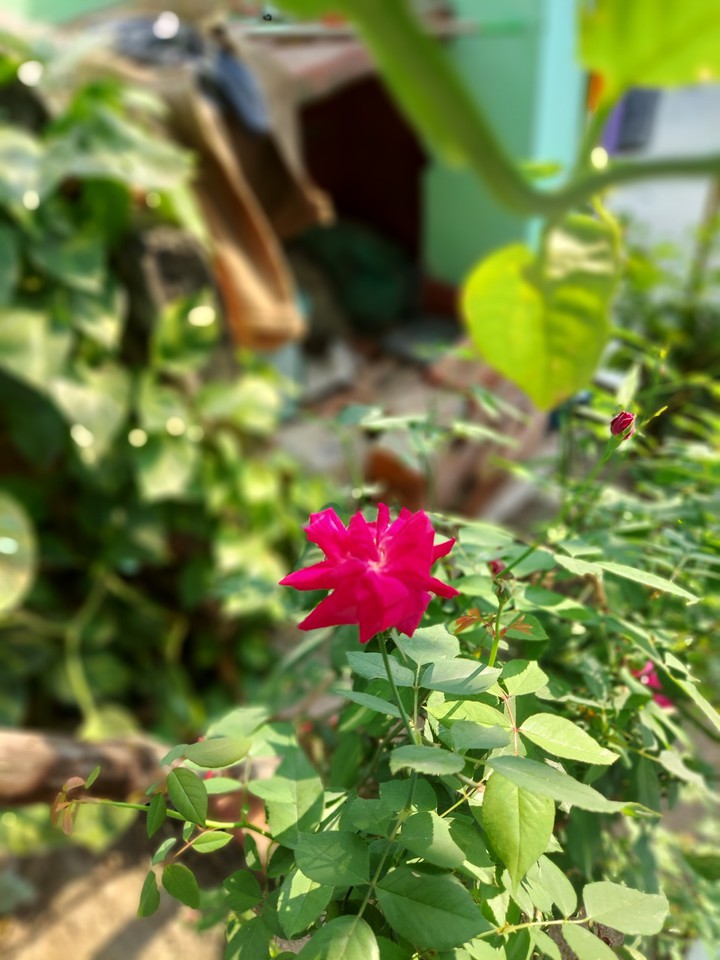 Rose