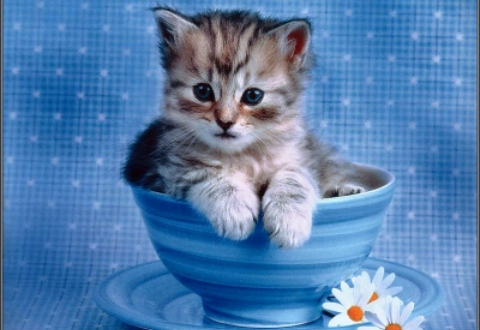 Cute kitty in the cup