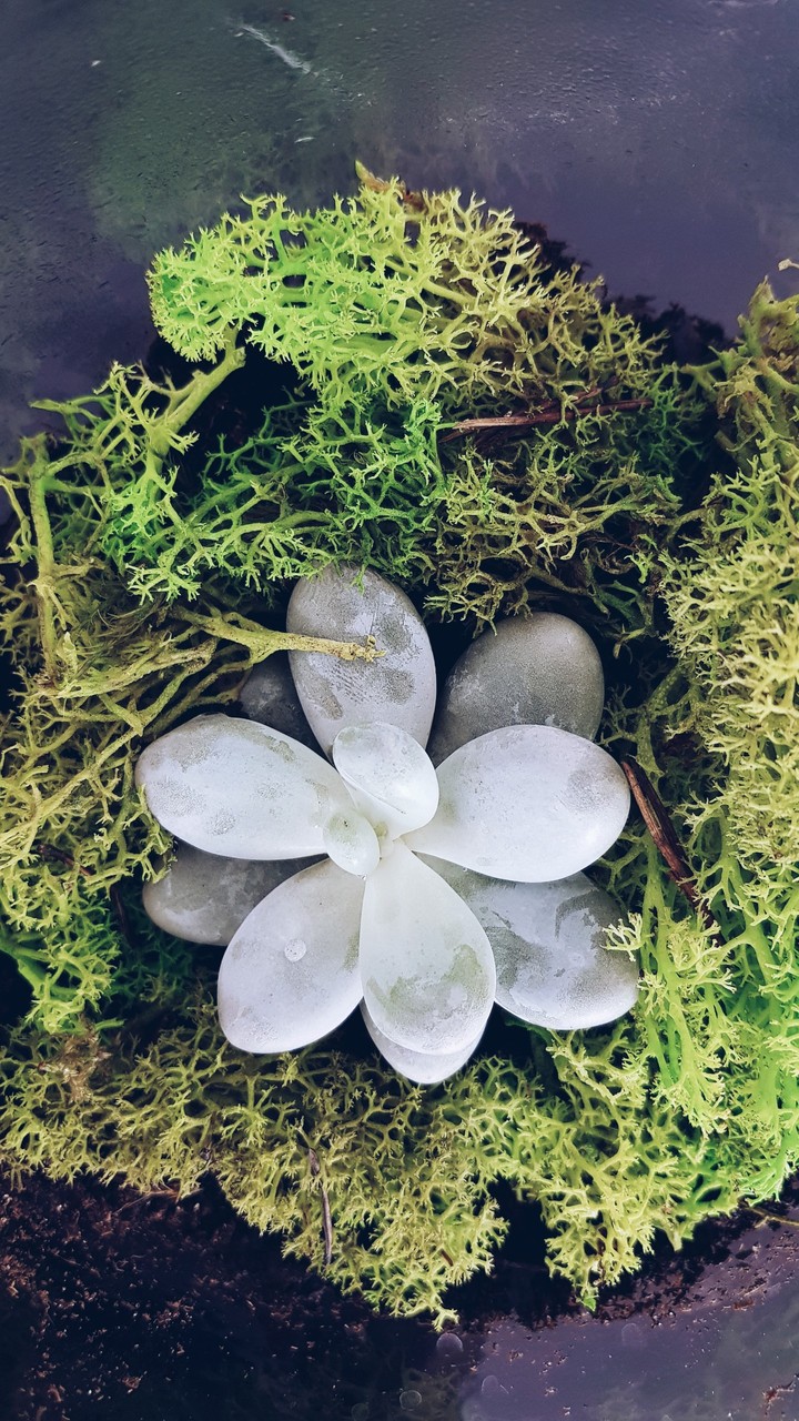 Star flower