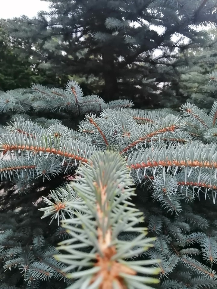 Голубая ель