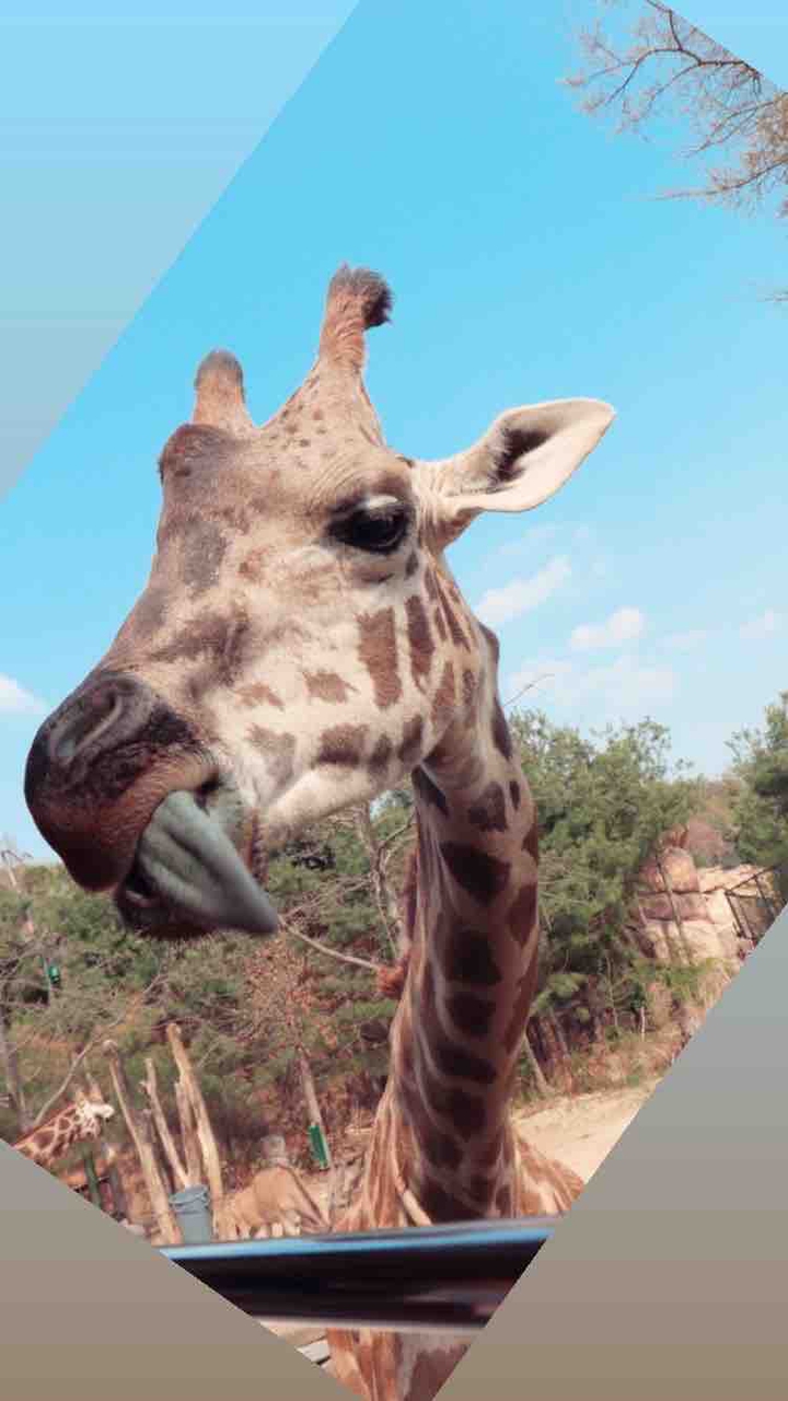 wildlife