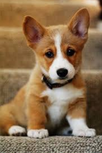 So cute my pup ❤❤❤❤❤❤