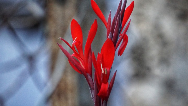 Blossom