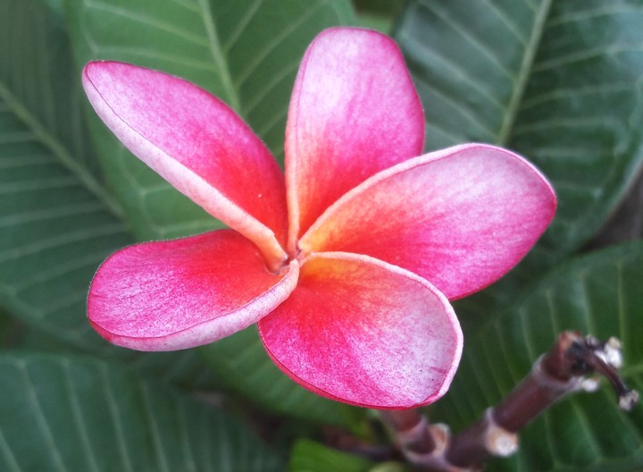 Frangipani 2