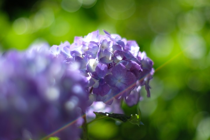hydrangea