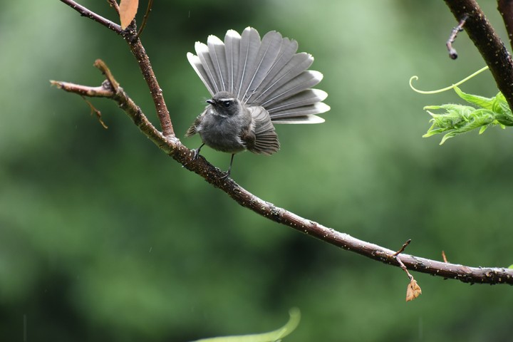Himalayan white throated fan tail