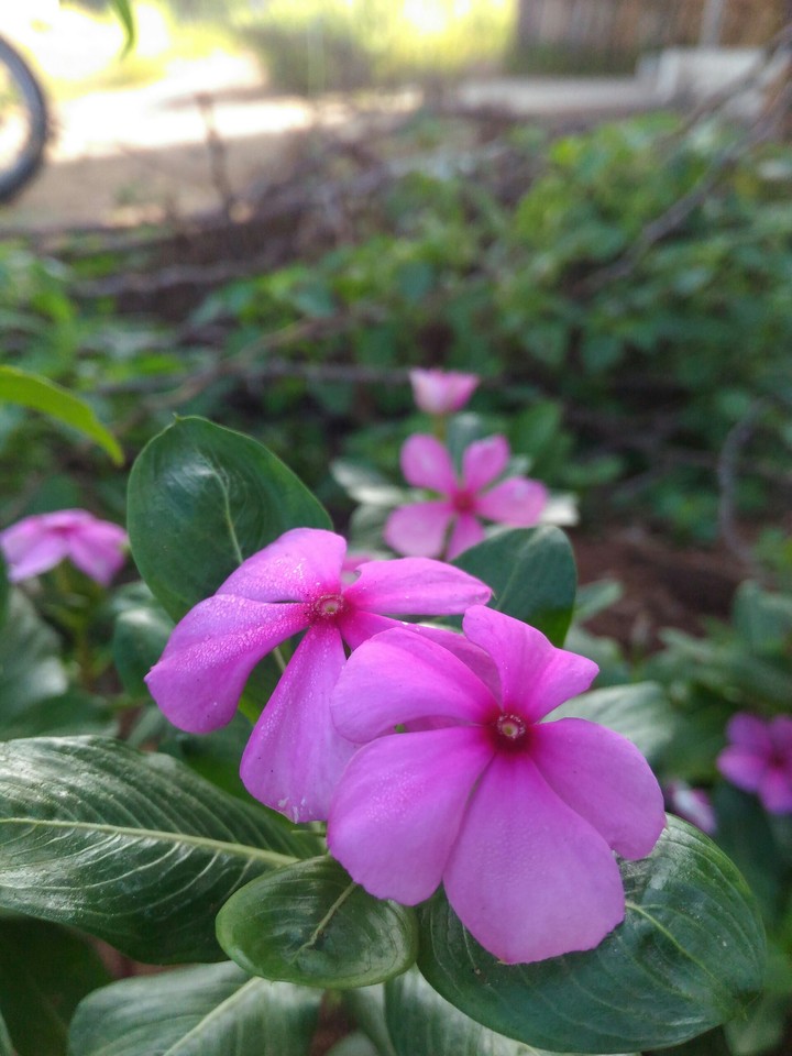 Morning Fresh