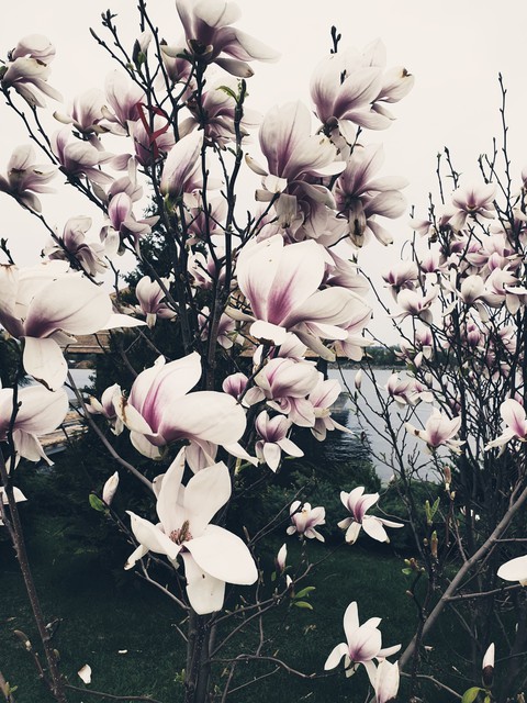 magnolia