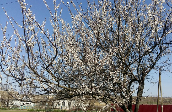 apricot - tree