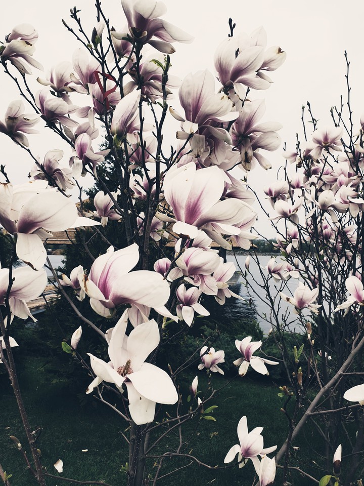 magnolia
