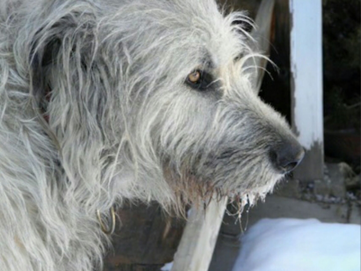 Irish Wolfhound