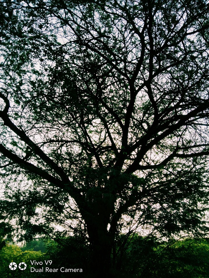 Love Nature