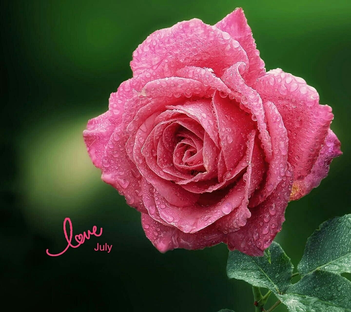For rose lovers