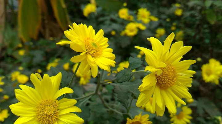 yellow flowers