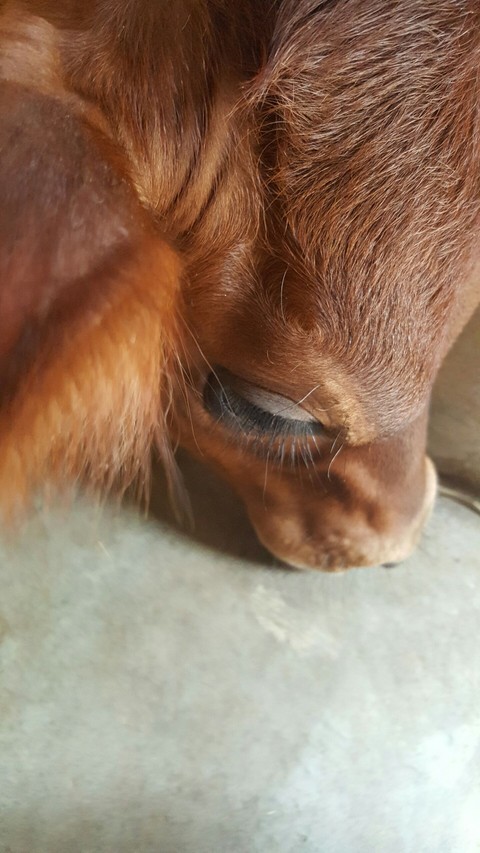 calf