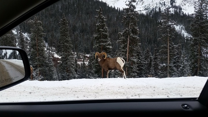 Road Rage