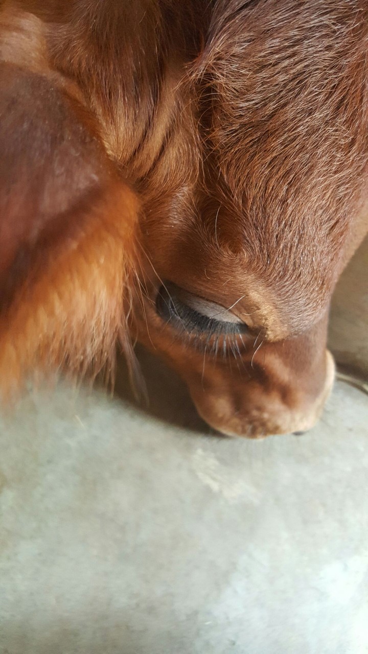 calf