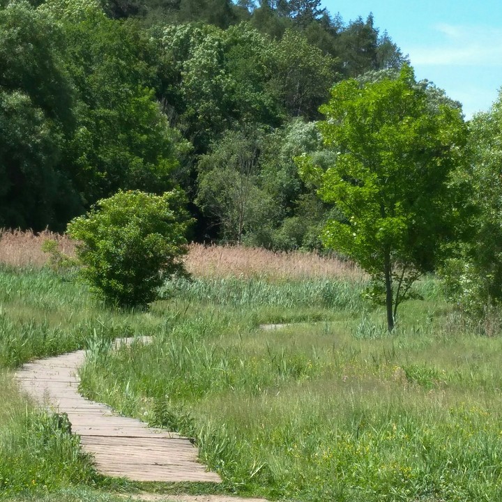 trees