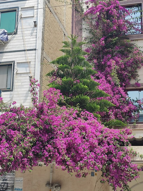 ταπετσαρίες tree, House
