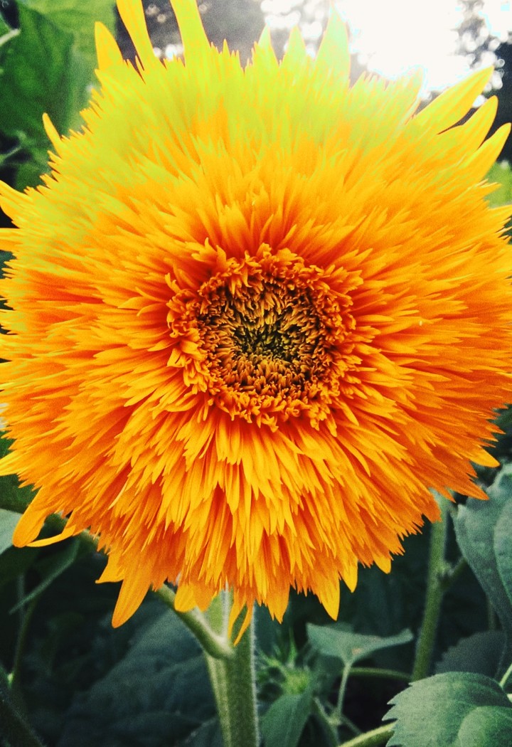 Sun/flow/er