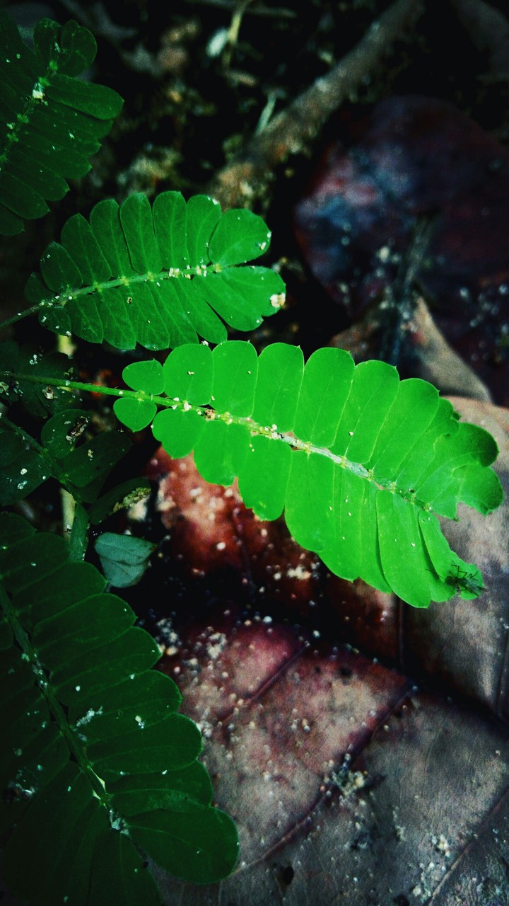 leaf