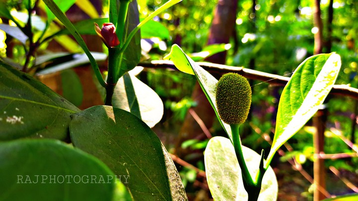Mobile click
