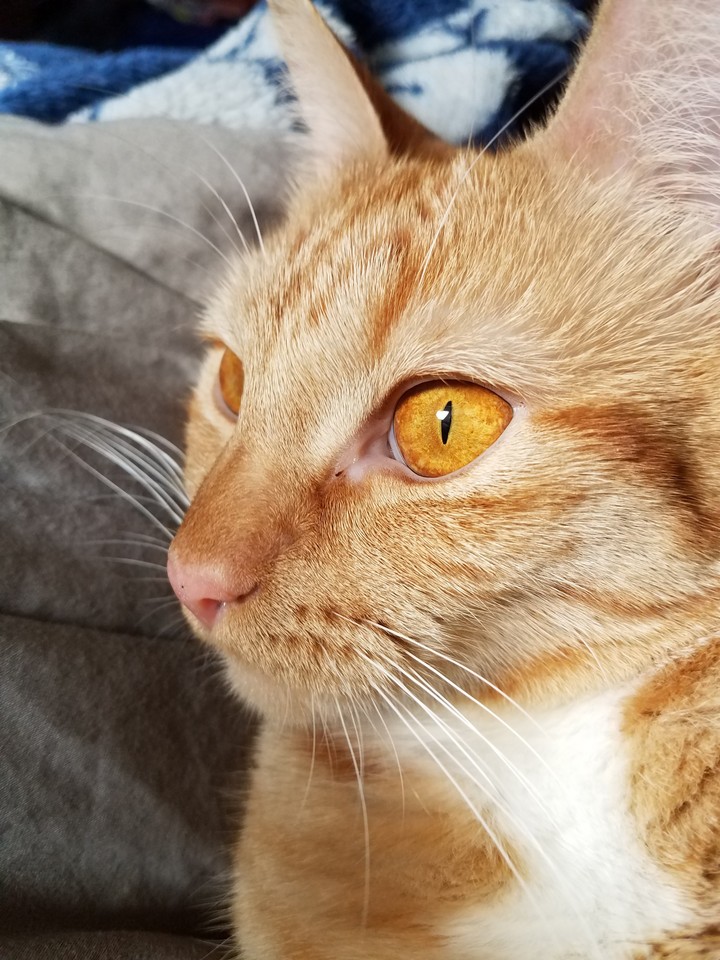 no filter/cat eye