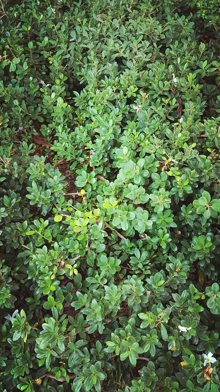 nature