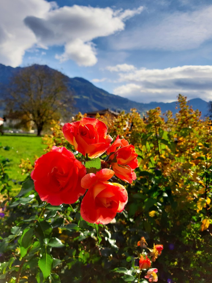 autumn flowers
