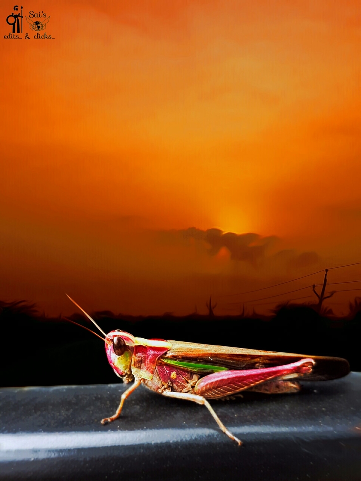 random click