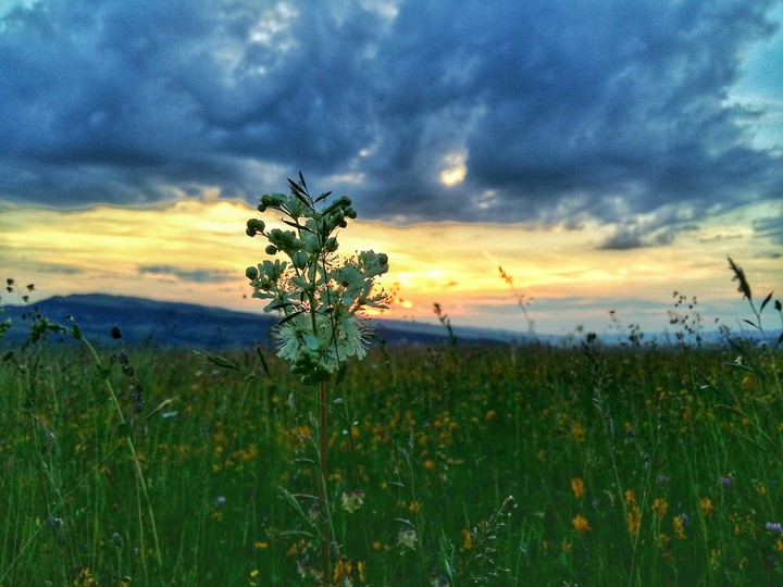 NATURE TRANSILVANY