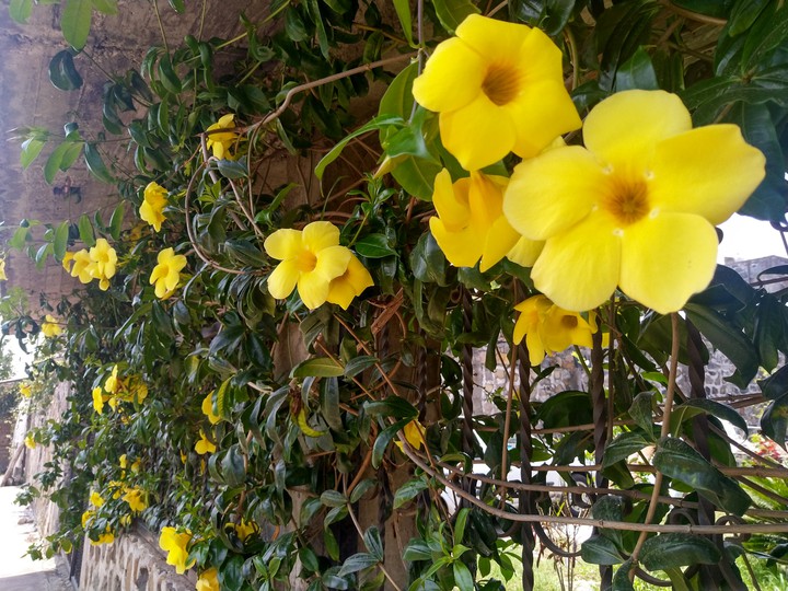 Flor amarilla