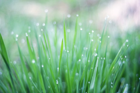 Dew-Drops