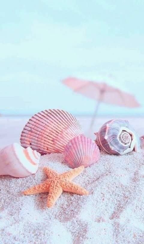Sea Shells