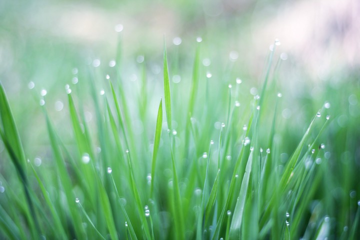 Dew-Drops