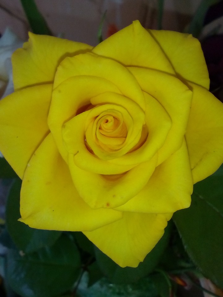 rose