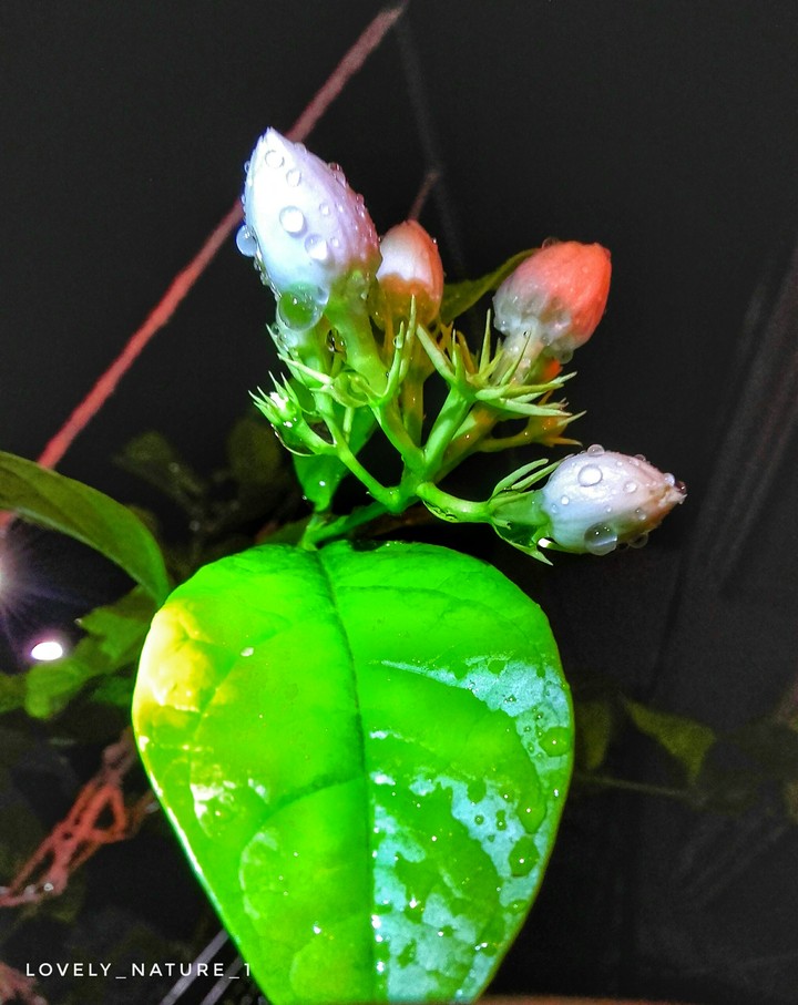 Beautiful Nature