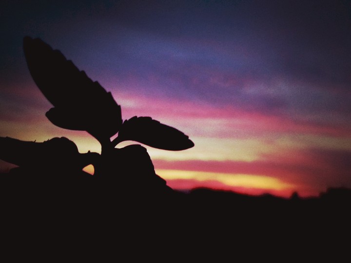 perspective of a plant