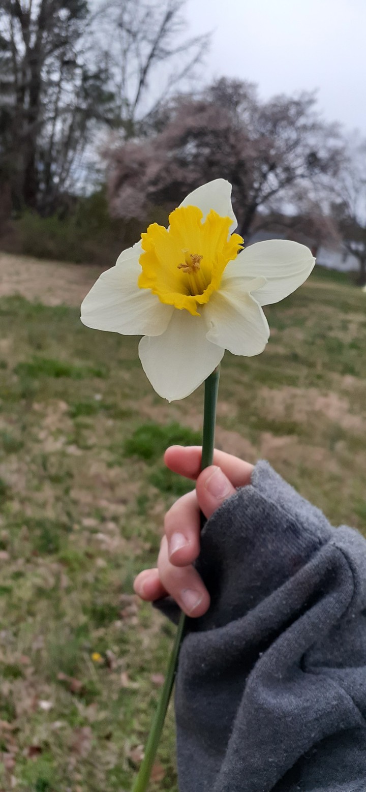 Butter Cup