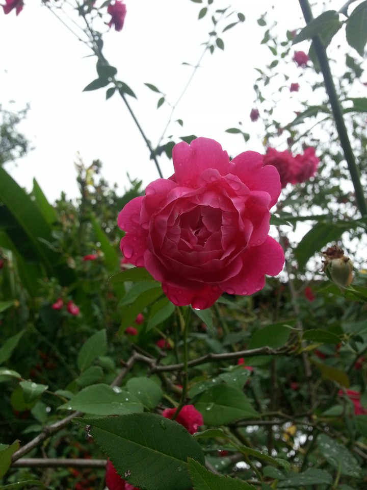 flower