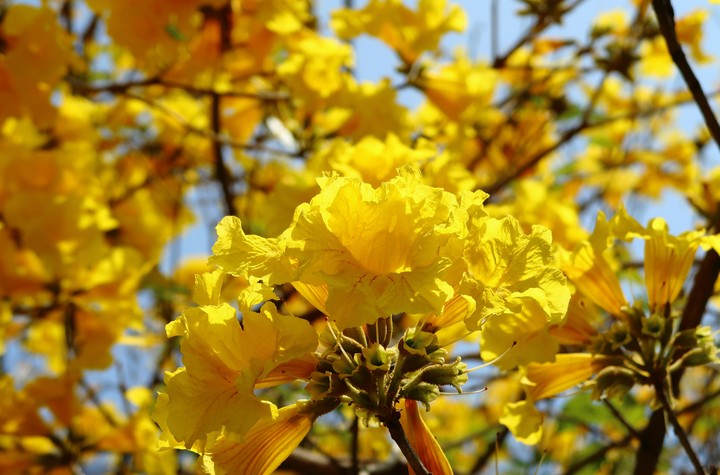 Full of Yellow