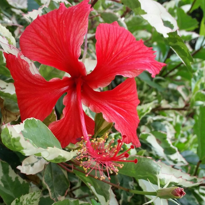 Flor linda...