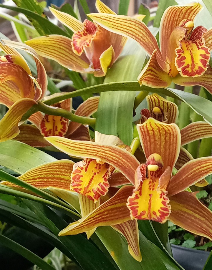 orchid