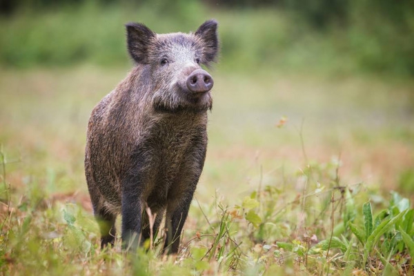 pig
